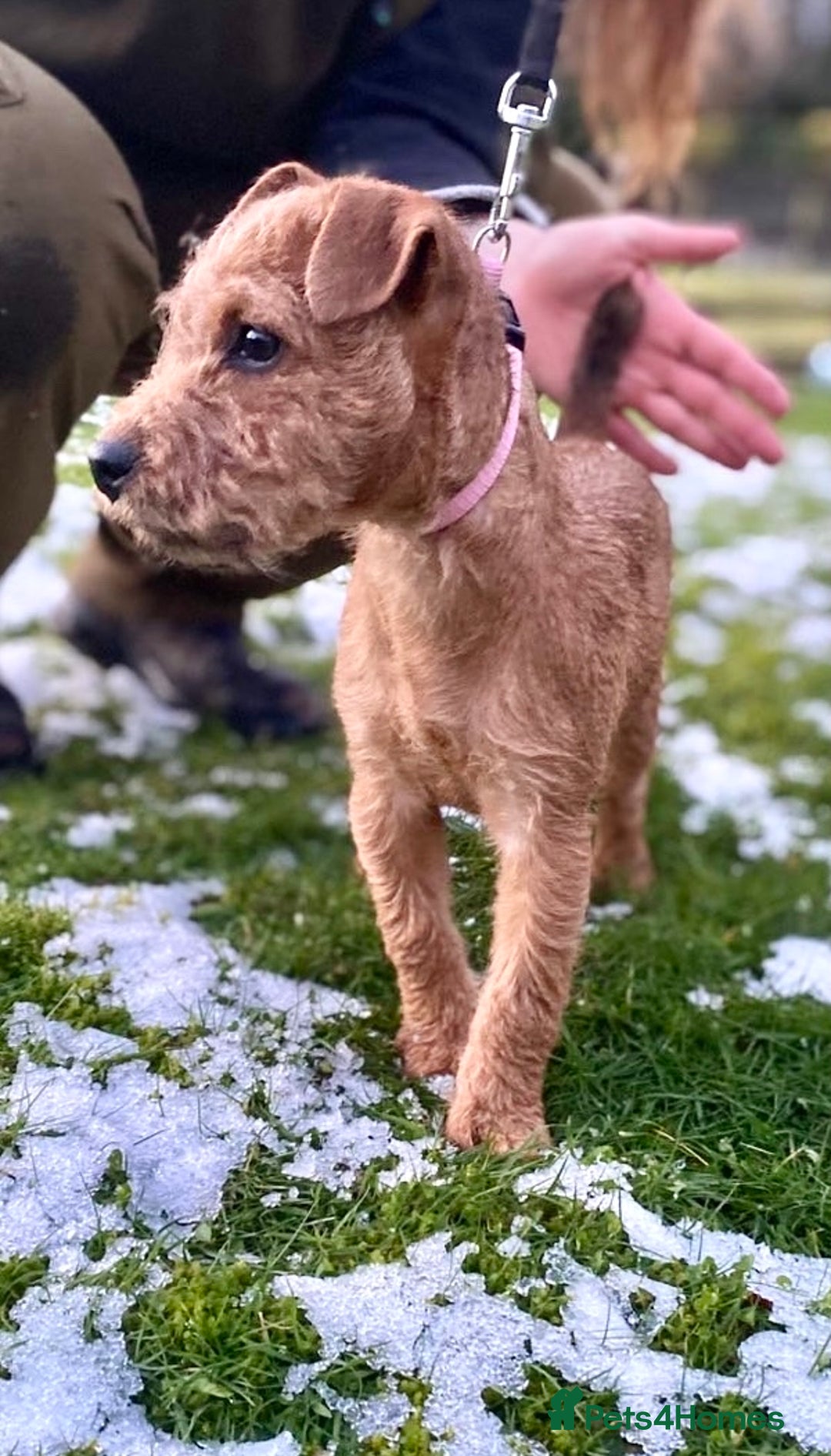 Lakeland Terrier dogs for sale: Red Working Type Lakeland Terrier Male For Sale - Advert 6