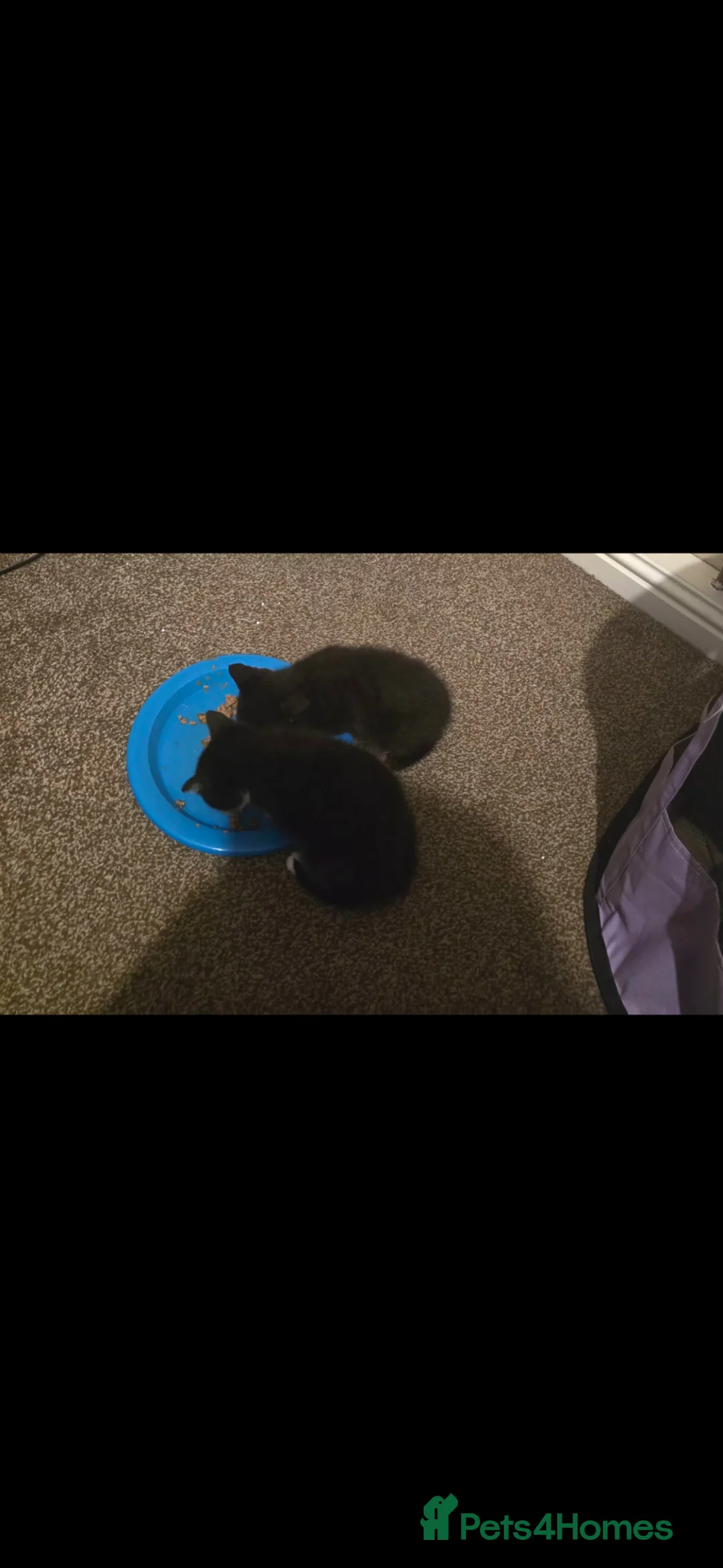 Mixed Breed cats for sale: Ready to leave! - Advert 2