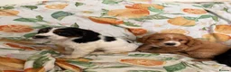 Cocker Spaniel dogs for sale: Cocker Spaniel Puppies  in Bishop Auckland - Advert 6