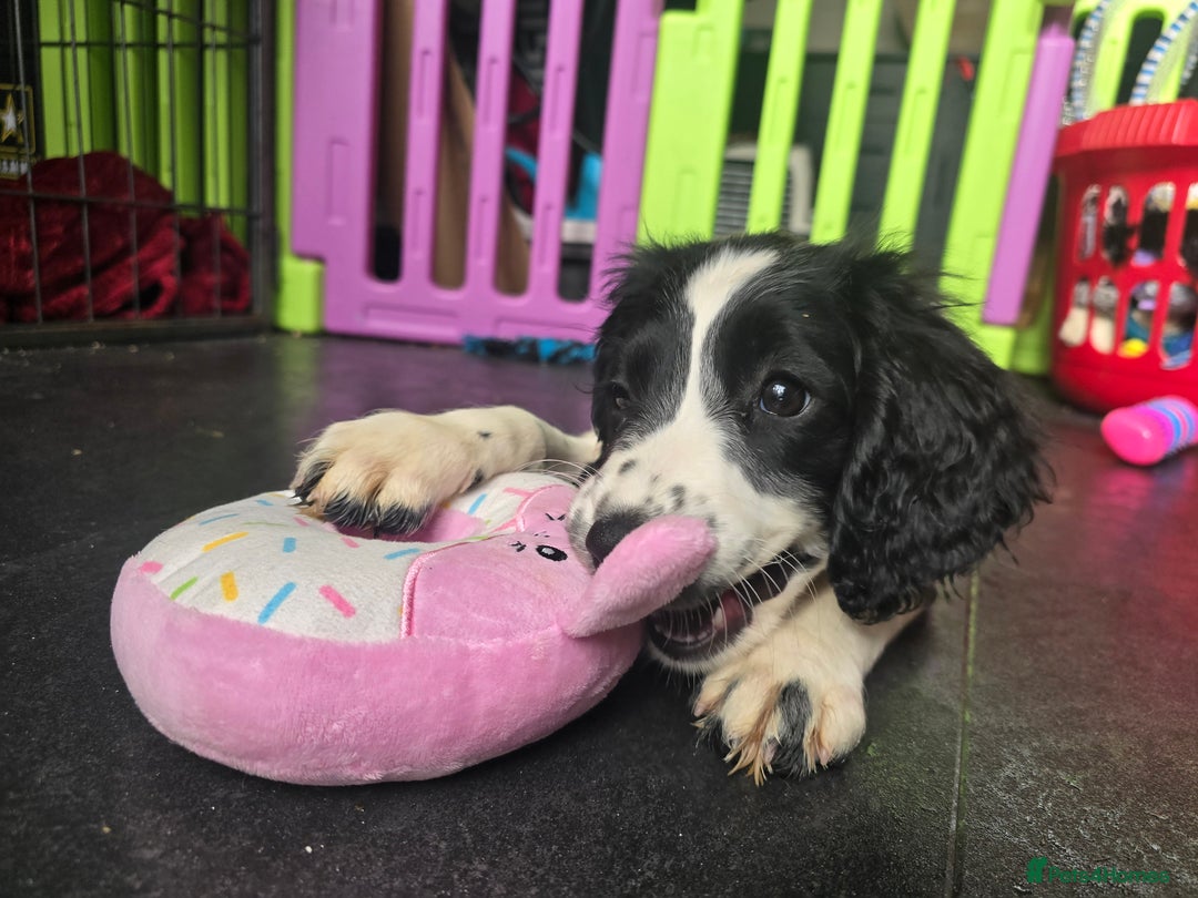 English Springer Spaniel dogs for sale: ⭐️ Last KC Stunning homebred Girl Pup  DNA Vet⭐️ - Image 37