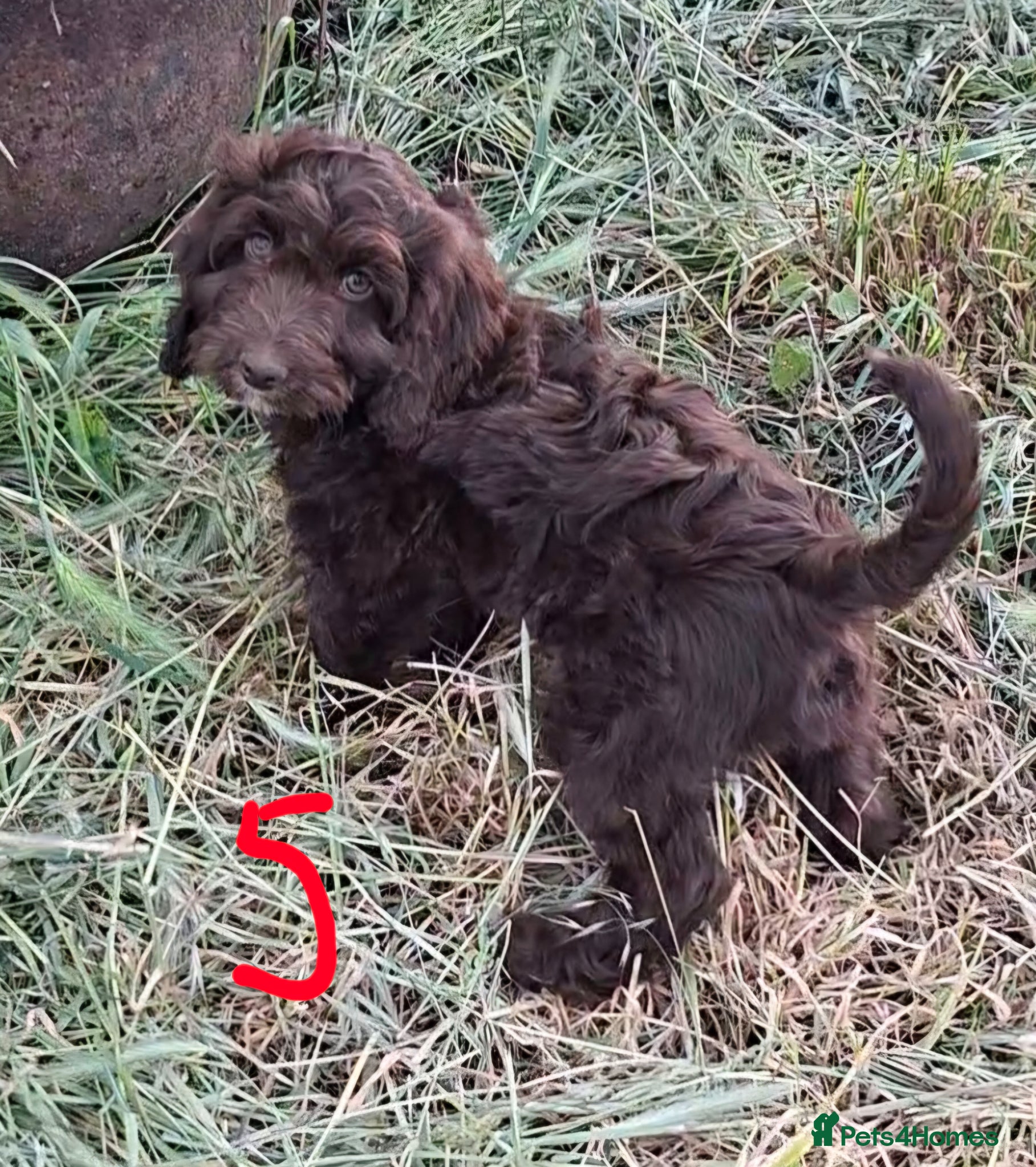 Cockapoo dogs F1 Cockapoo Puppies  - Advert 16