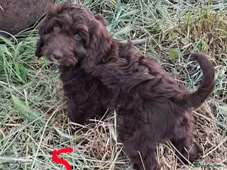 Cockapoo dogs F1 Cockapoo Puppies - Advert 16