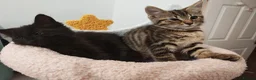Mixed Breed cats for sale: Two sweet female sisters - Advert 1