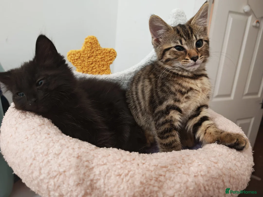Mixed Breed cats for sale: Two sweet female sisters - Advert 1