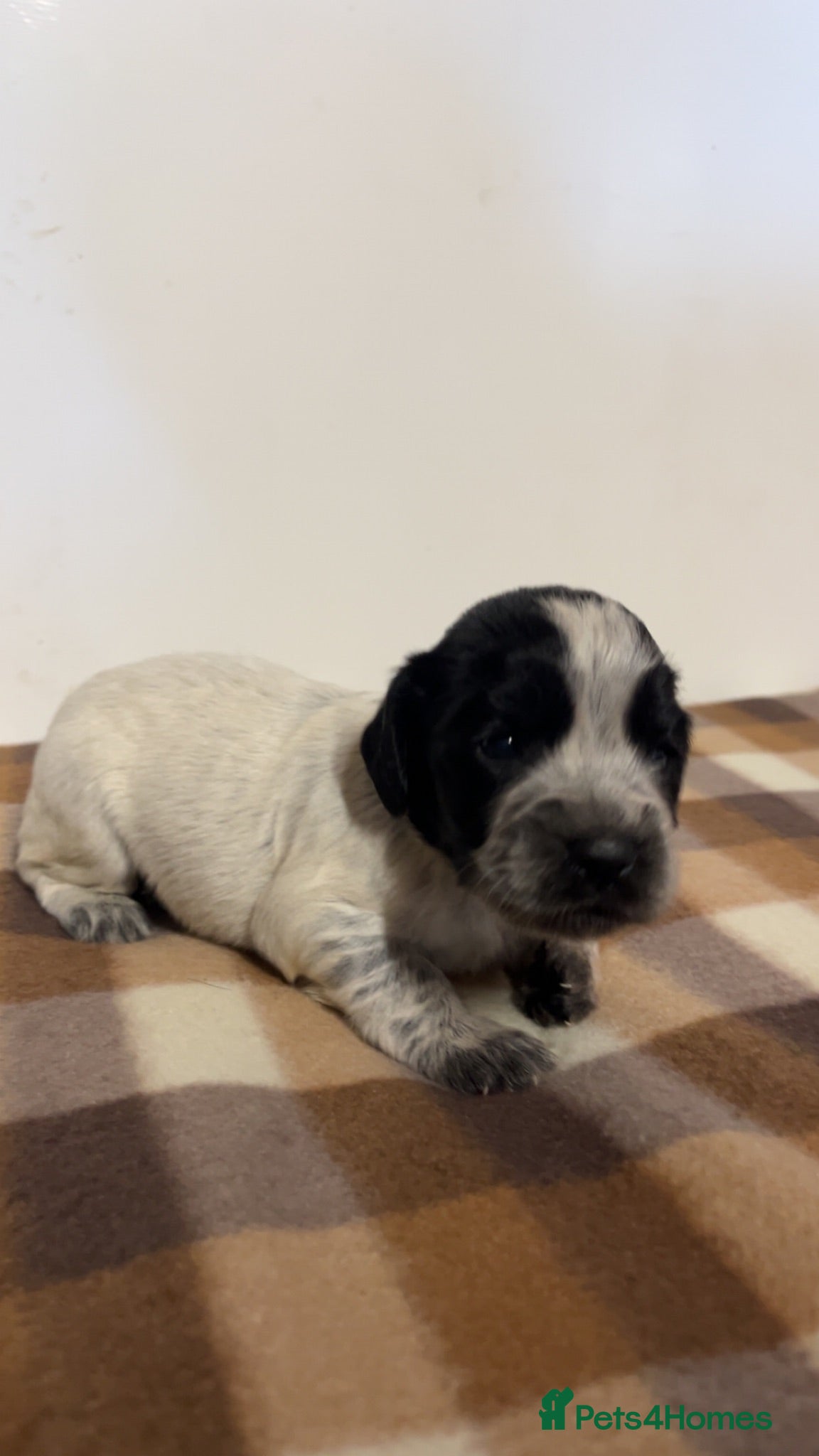 Cocker Spaniel dogs Working cocker spaniel puppies  - Advert 1