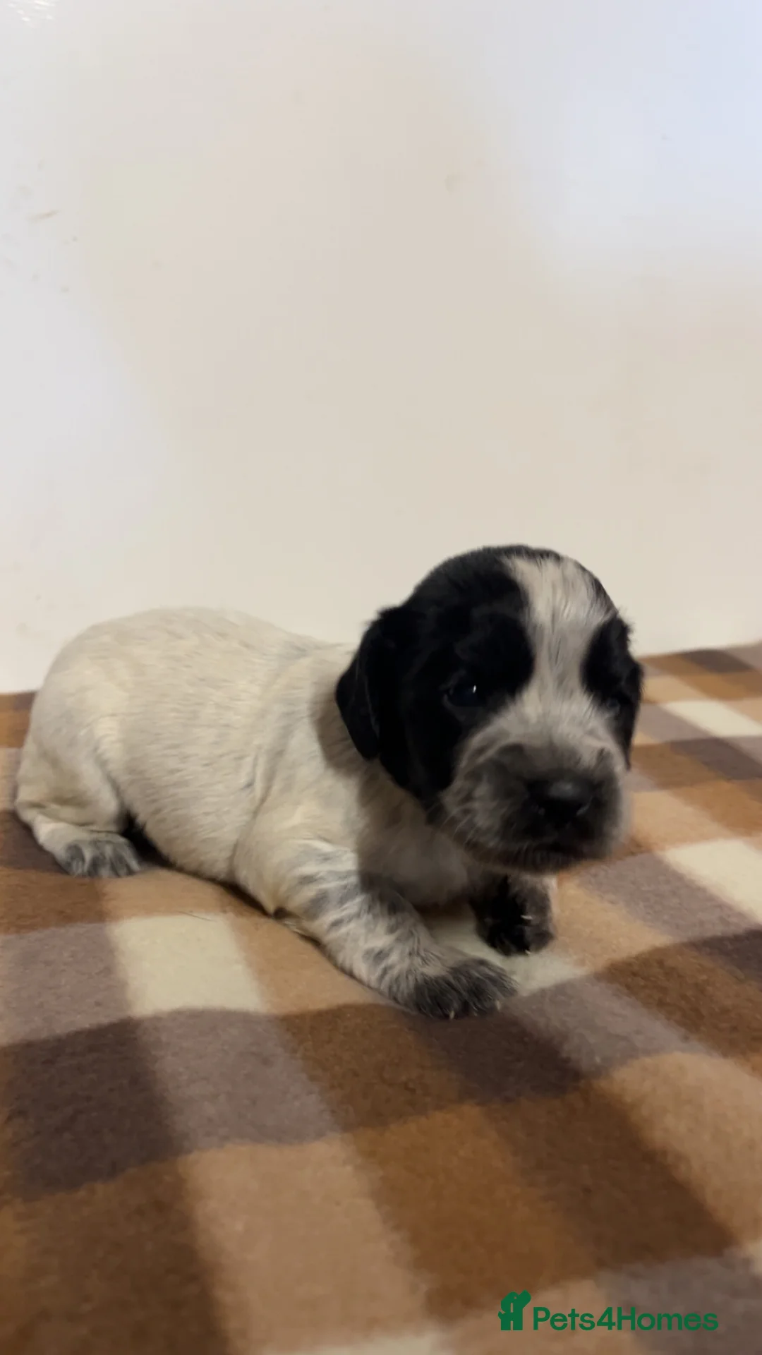 Cocker Spaniel dogs for sale: Working cocker spaniel puppies  - Advert 1