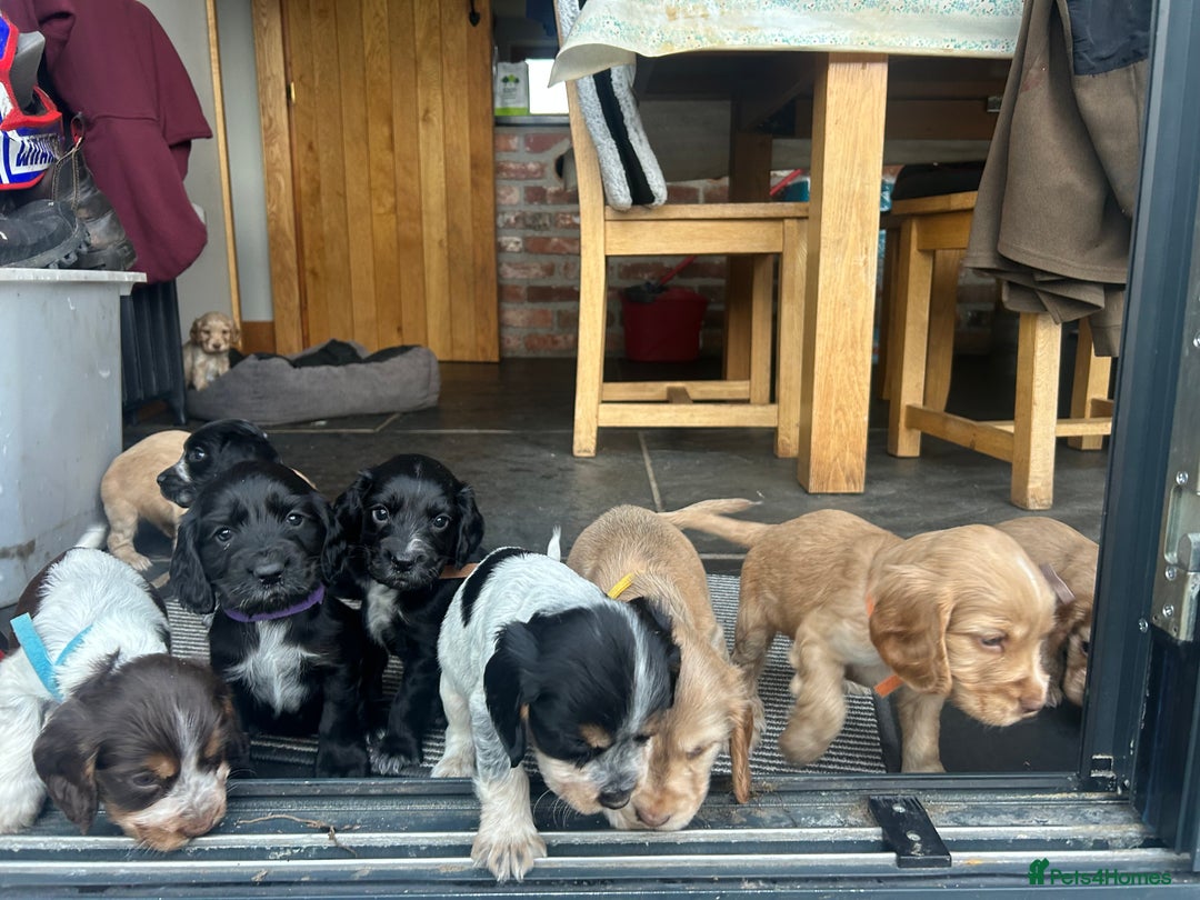 Cocker Spaniel dogs for sale: Show Cocker Spaniel - Advert 9