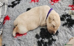 Golden Retriever dogs for sale: Golden Retriever Puppies - you will Fall in love  - Image 29