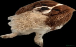 Cavalier King Charles Spaniel dogs for sale: Champion line Cavalier Pups -  **Waiting List** - Image 10