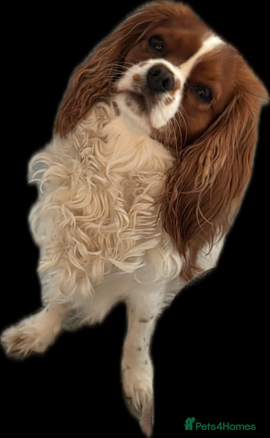 Cavalier King Charles Spaniel dogs for sale: Champion line Cavalier Pups -  **Waiting List** - Image 10
