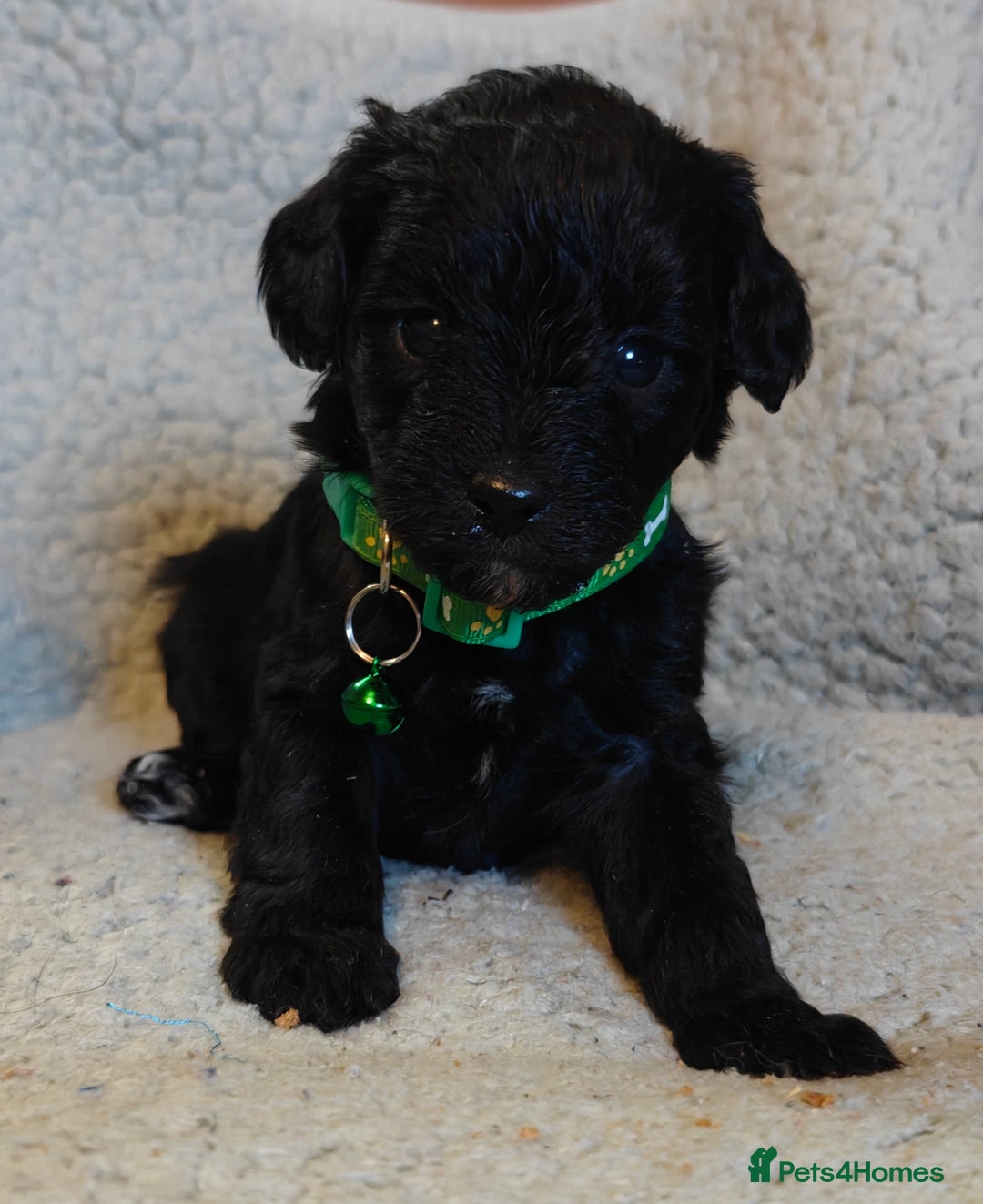 Mixed Breed dogs for sale: Cuteness overload cavapoolake puppies  - Advert 6