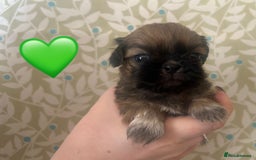 Shih Tzu dogs for sale: KC Registered Breed Standard Shih Tzu Puppies - Image 1