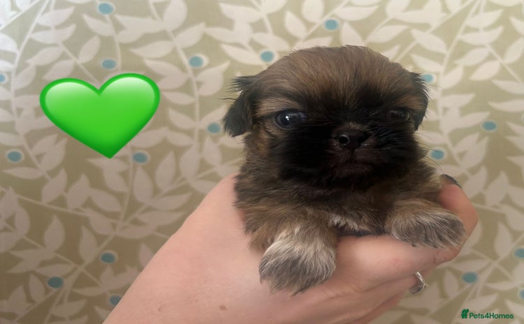 Shih Tzu dogs - Advert 2