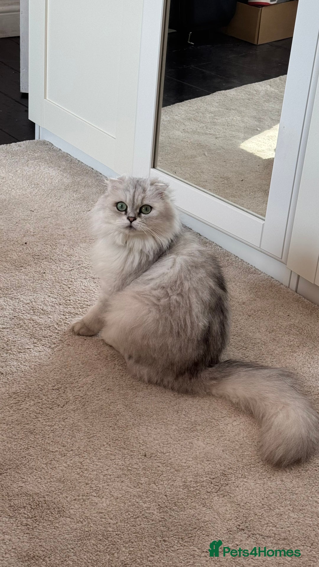 Scottish Fold cats for sale: Scottish Straight Girl  - Image 20