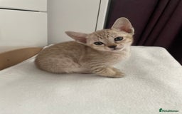 Tonkinese cats for sale: GCCF Registered Tonkinese Kittens - Image 7