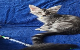 Maine Coon cats for sale: GCCF Registered - Maine Coon Kittens - Image 7