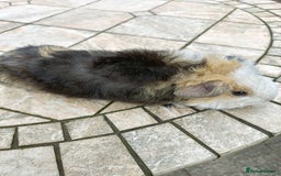 Guinea Pig rodents for sale: baby male guinea pigs various colours and types - Image 4