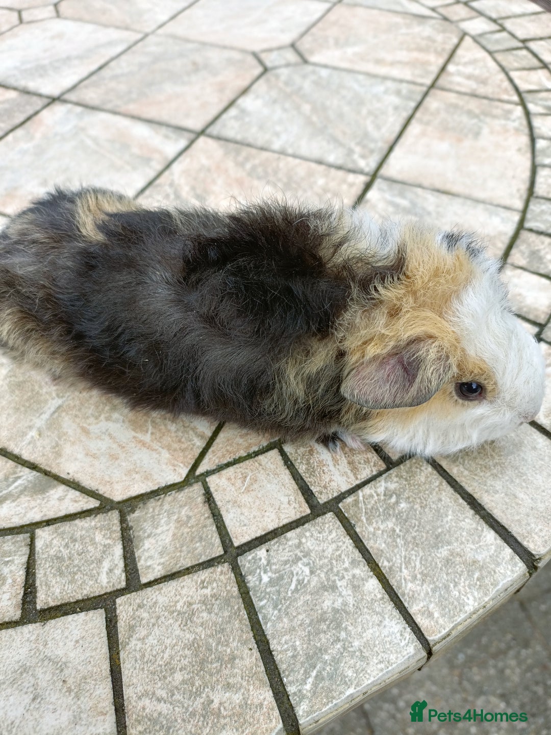 Guinea Pig rodents for sale: baby male guinea pigs various colours and types - Image 4