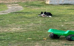 Border Collie dogs for sale: Jess pure border collie Reduced!! - Image 5