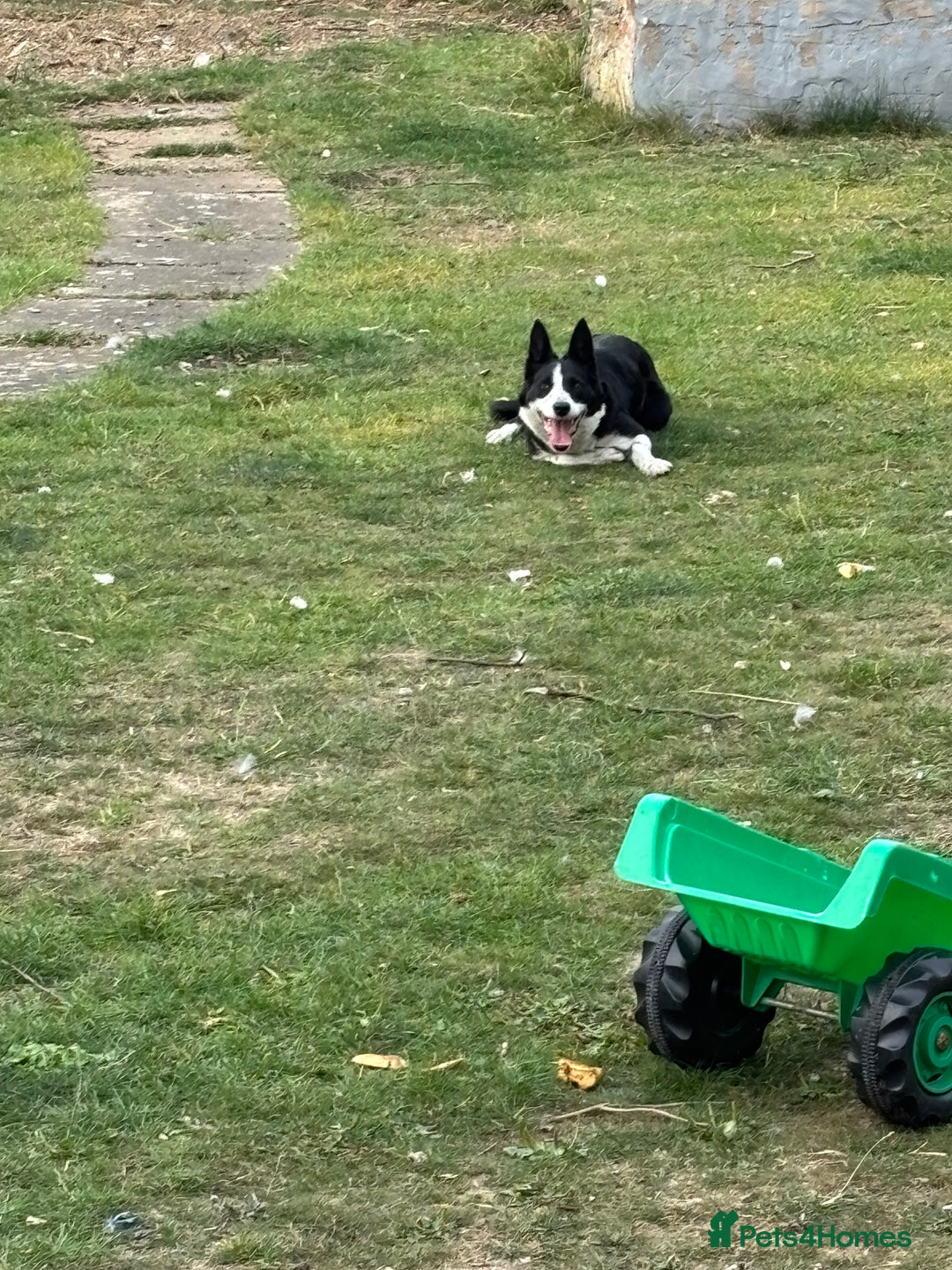 Border Collie dogs for sale: Jess pure border collie Reduced!! - Image 5