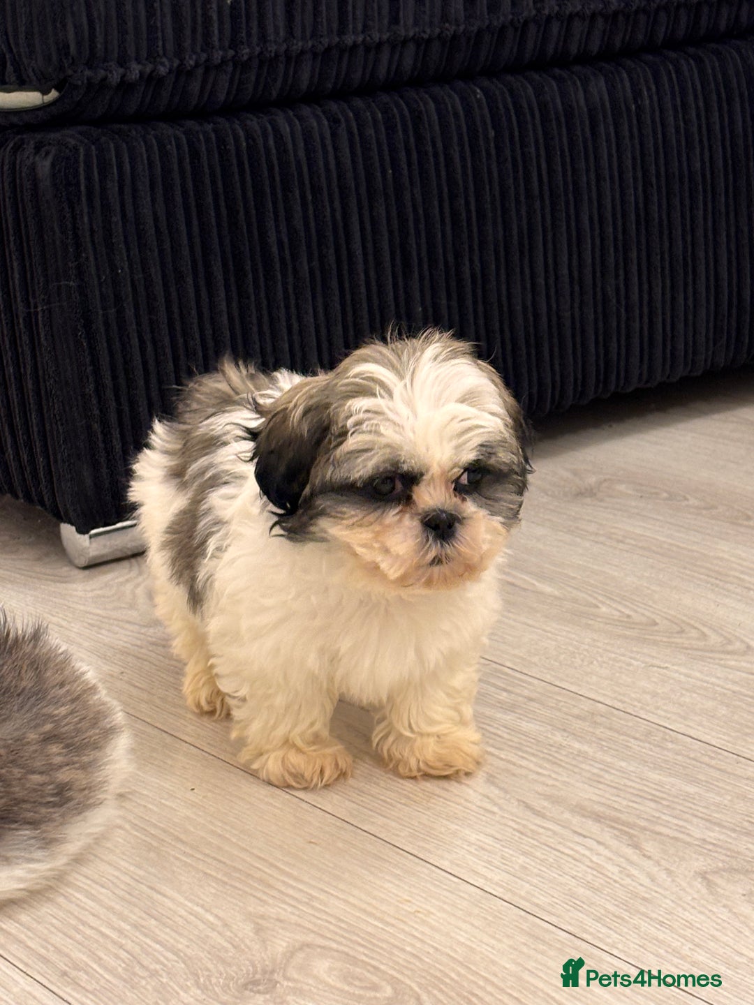 Shih Tzu dogs for sale: 4 beautiful shih tzu - Advert 17