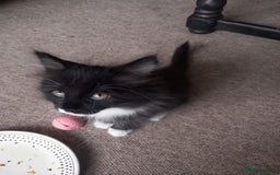 Mixed Breed cats for sale: READY TO GO Large Maine Coon Cross Kittens - Image 4