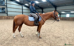 Other Breed horses for sale: 4yo Mare - 15.1hh - Safe, Sane & Sweet  - Image 2