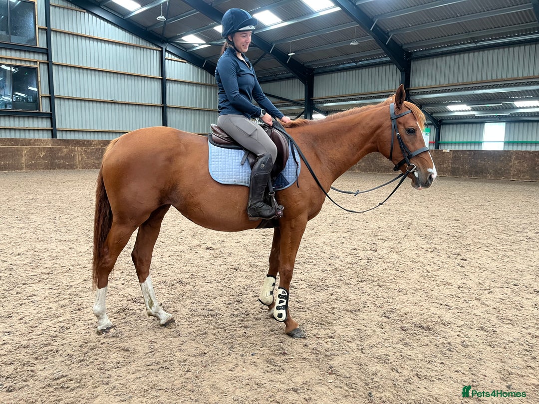 Other Breed horses for sale: 4yo Mare - 15.1hh - Safe, Sane & Sweet  - Image 2