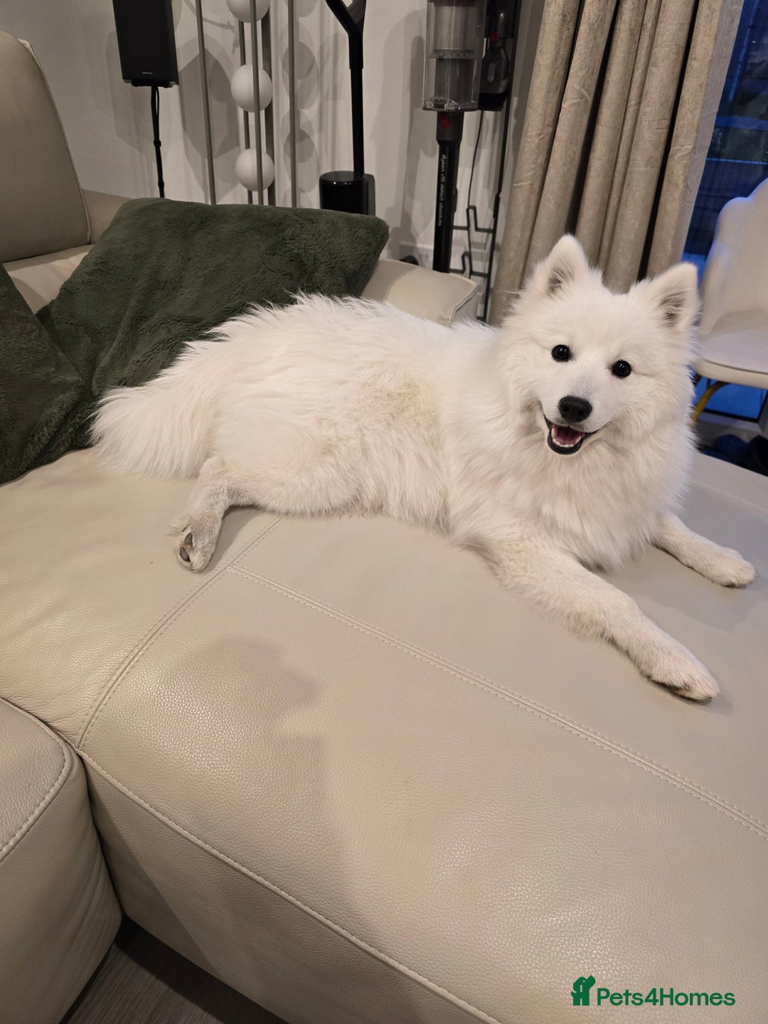 Japanese Spitz dogs for stud: Healthy Japanese Spitz KC Registered Male for Stud - Advert 9