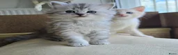 Mixed Breed cats for sale: Gorgeous Mix British short hair / toyger kittens - Advert 7