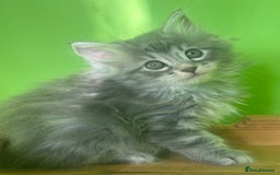 Kurilian Bobtail cats for sale: Rare pure breed Kurilian bobtail kittens available - Advert 17