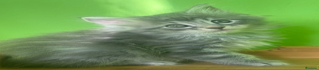 Kurilian Bobtail Kitten: Blue silver 