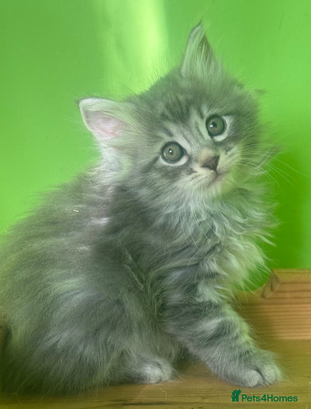 Kurilian Bobtail cats for sale: Rare pure breed Kurilian bobtail kittens available - Advert 17