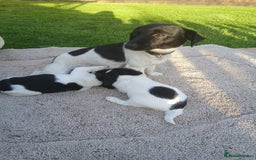 Jack Russell dogs for sale: Minature jack russell puppy's  - Image 5