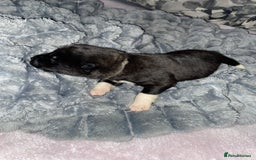 Akita dogs for sale: Beautiful American Akita Puppies  - Advert 23