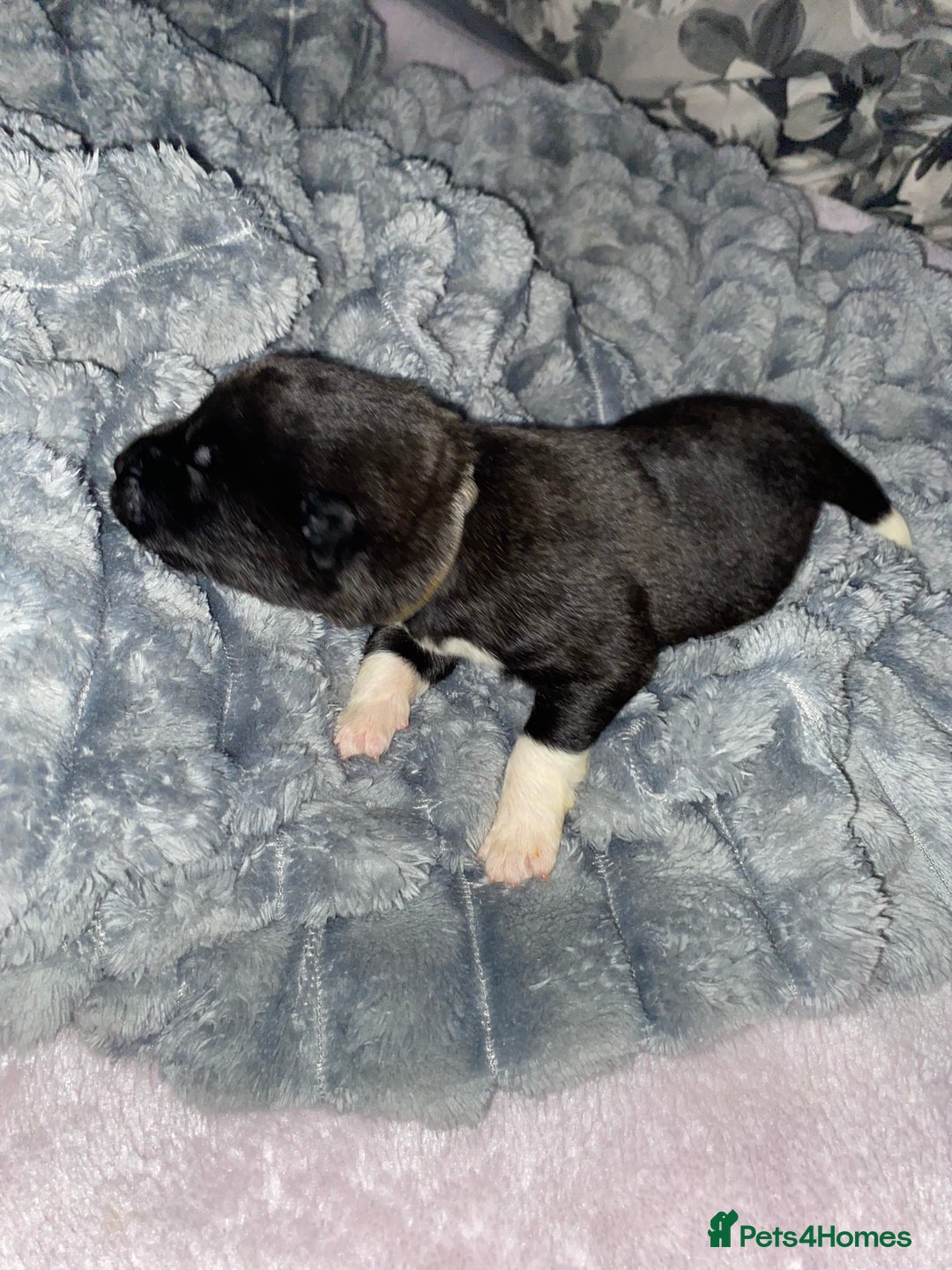 Akita dogs for sale: Beautiful American Akita Puppies  - Advert 23