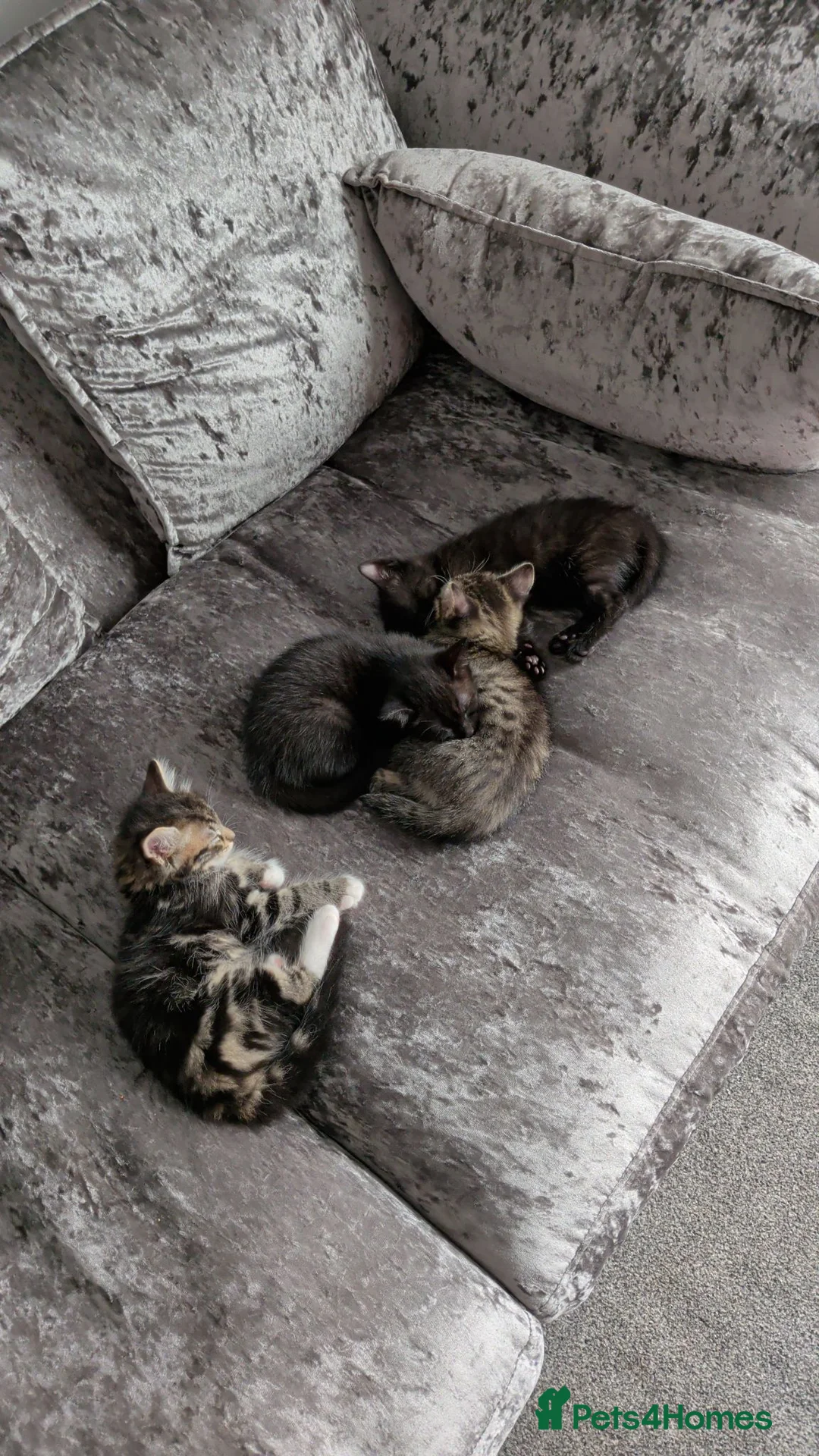 Mixed Breed cats for sale: One black kitten remaining  in Dalkeith - Advert 2
