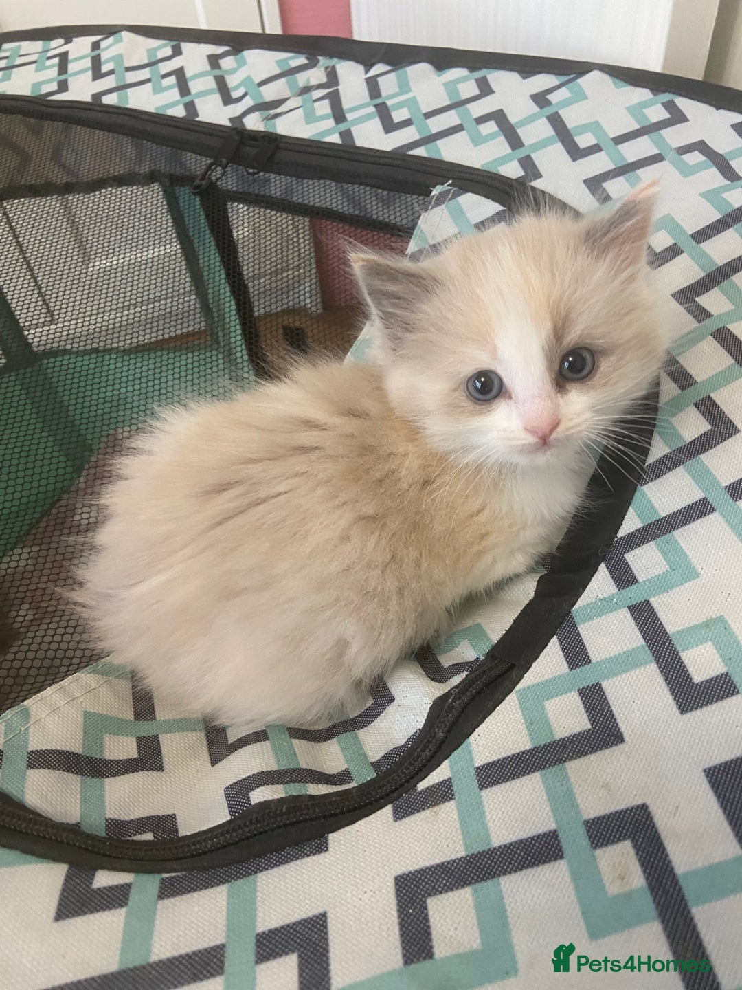 Ragdoll cats for sale: TICA mink sepia and cream ragdoll kittens - Advert 5