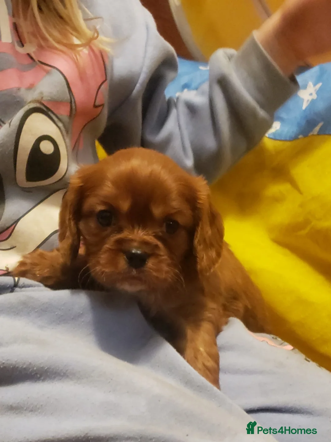 Cavalier King Charles Spaniel dogs for sale: One Cavalier Male Ruby and White - Advert 1