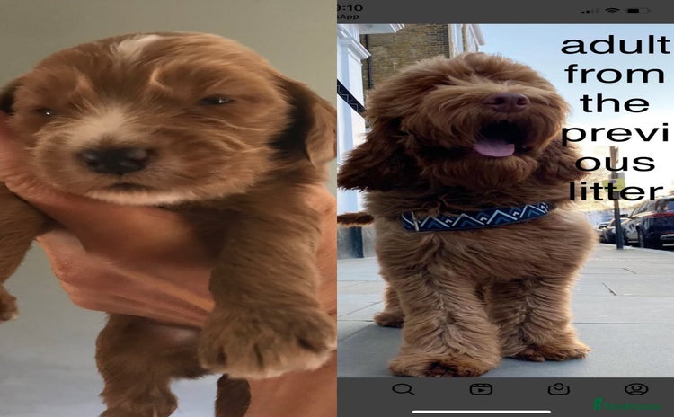Labradoodle dogs - Advert 1