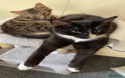 Mixed Breed cats for sale: Mixed breed black and white kitten - Image 3