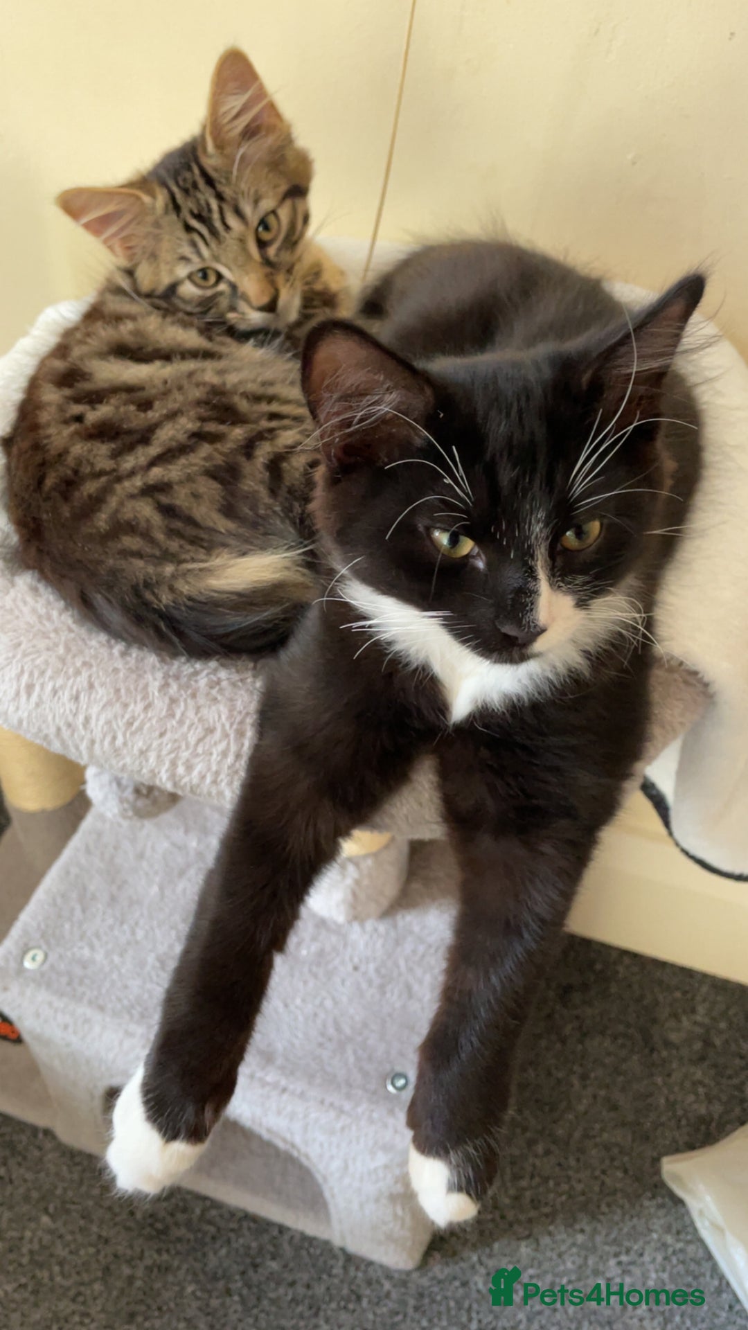 Mixed Breed cats for sale: Mixed breed black and white kitten - Image 3