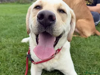 Labrador Retriever dogs Puppies Due April 2nd - Advert 1