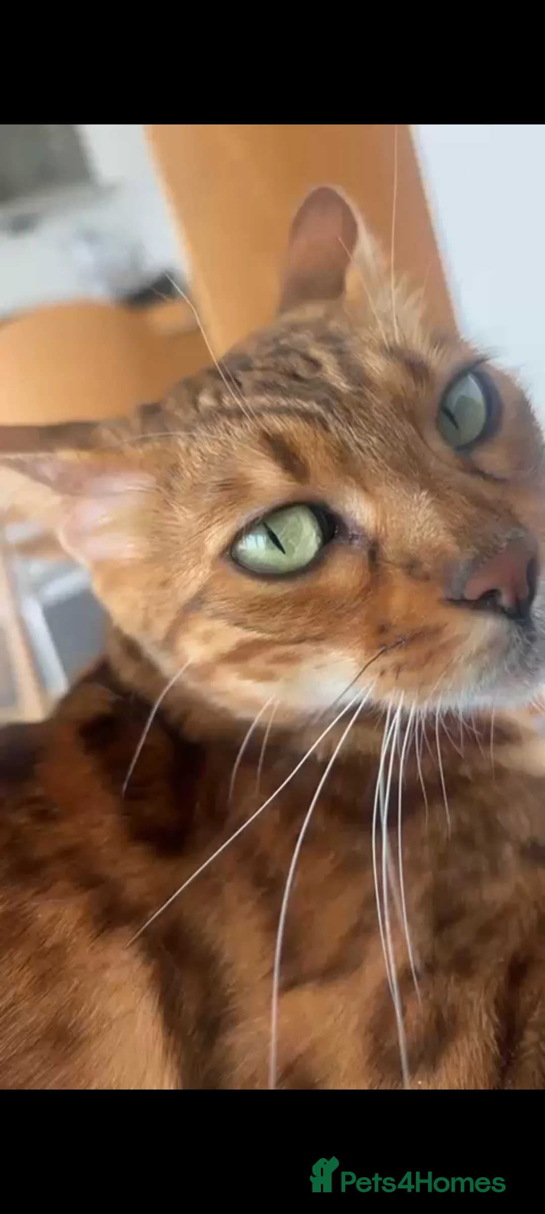 Bengal cats for sale: 2 beautiful bengal X shorthairs - Advert 7