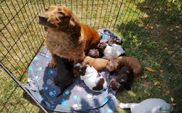 Cocker Spaniel dogs for sale: Cocker Spaniel Puppies - Image 20