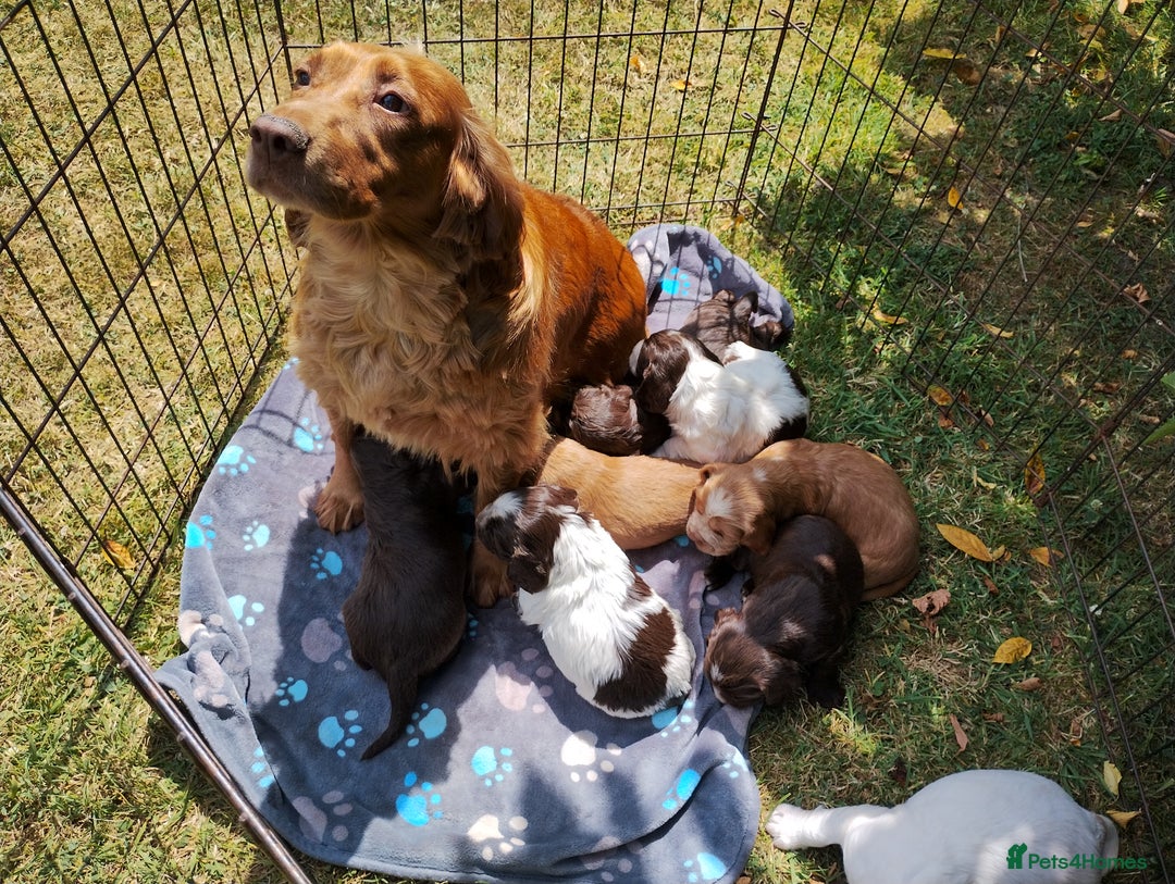 Cocker Spaniel dogs for sale: Cocker Spaniel Puppies - Image 20