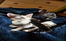 Mixed Breed cats for sale: Two cats for sale - Image 2