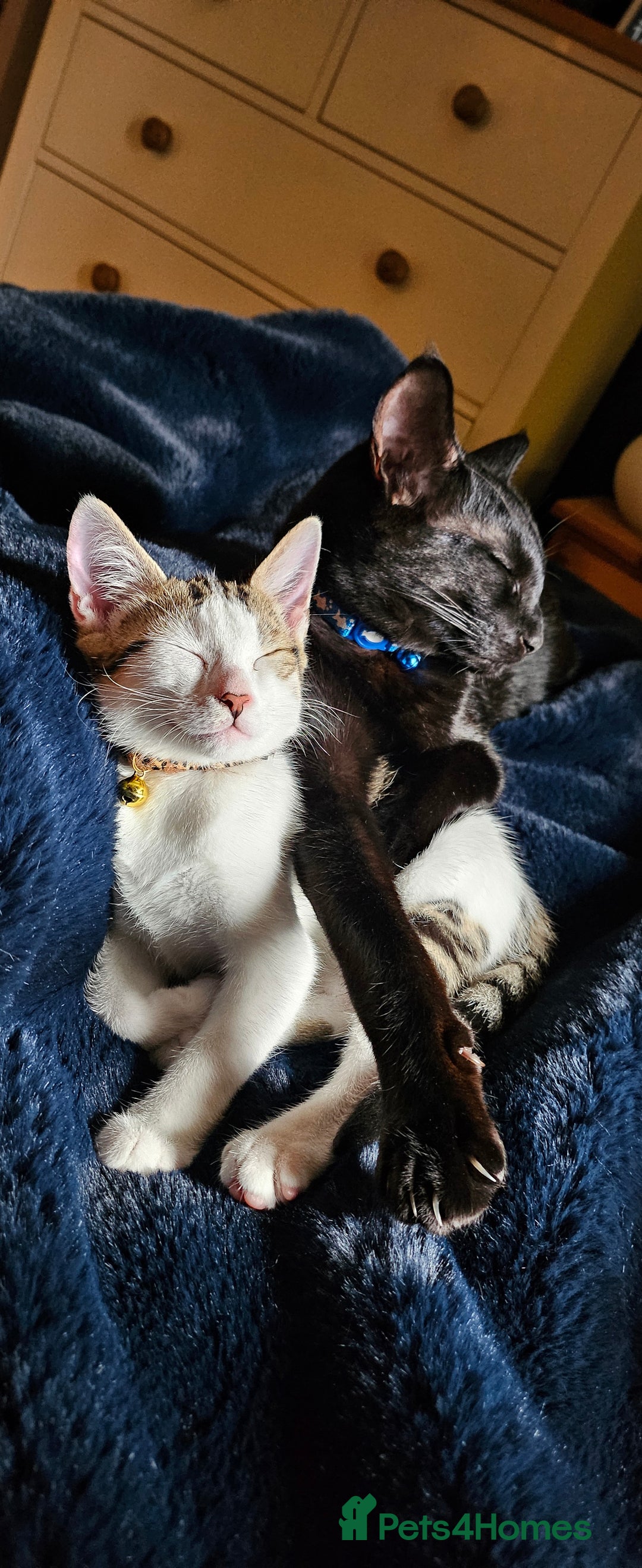 Mixed Breed cats for sale: Two cats for sale - Image 2