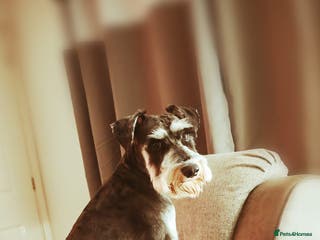 Miniature Schnauzer dogs KC Registered Miniature Schnauzer for Stud - Advert 6