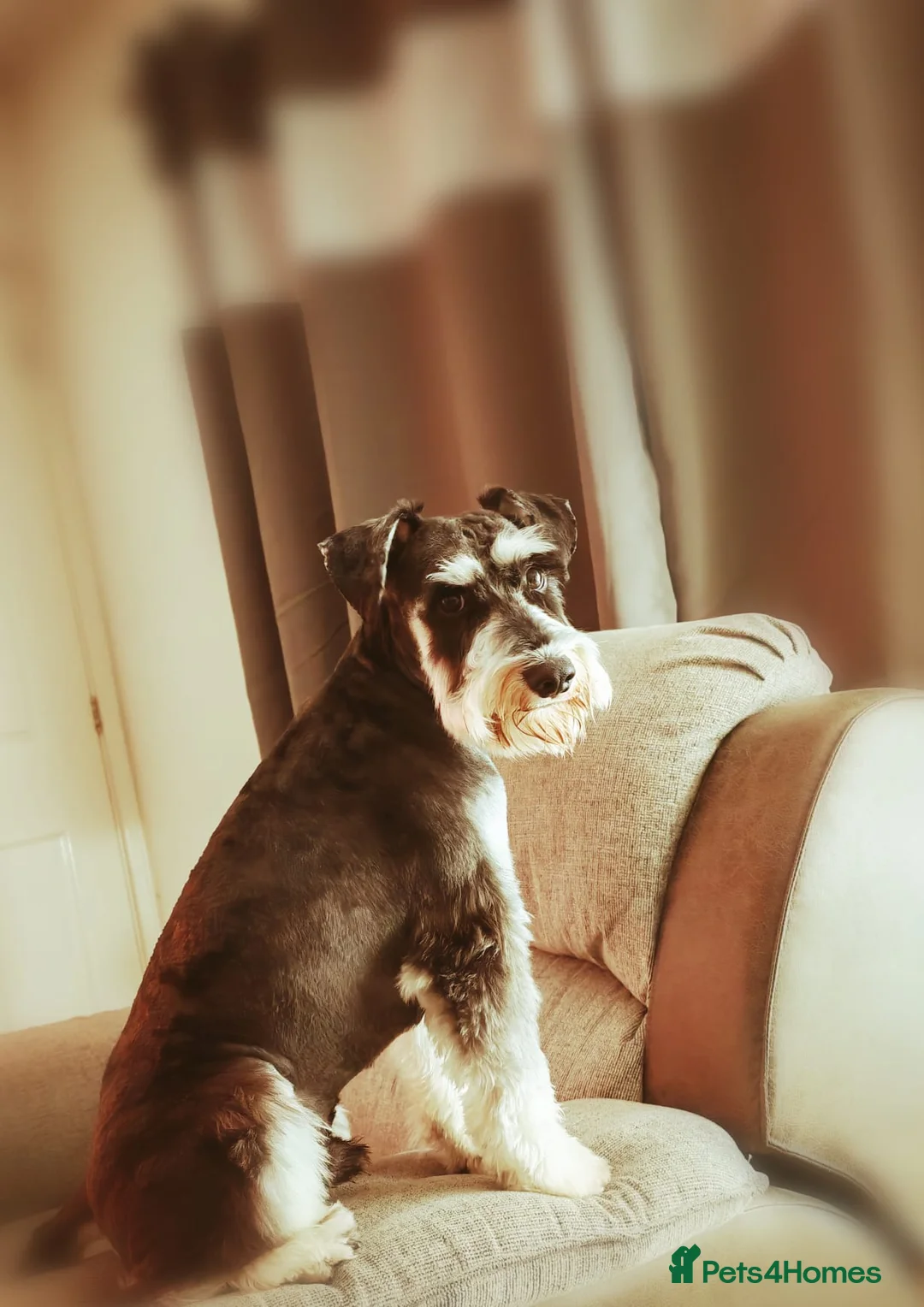 Miniature Schnauzer dogs for stud: KC Registered Miniature Schnauzer for Stud - Advert 1